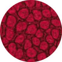 pébéo Fantasy Prisme, 45-ml, Kirschblüte