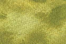 Japanese bush warbler green