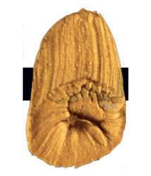 Tri-Art™ LOW VISCOSITY Acrylfarbe, 120-ml-Flasche, Iridescent Gold Deep