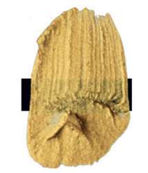 Tri-Art™ LOW VISCOSITY Acrylfarbe, 120-ml-Flasche, Iridescent Pale Gold