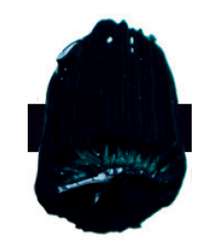 Tri-Art™ LOW VISCOSITY Acrylfarbe, 120-ml-Flasche, Phthalo Turquoise