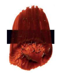 Tri-Art™ LOW VISCOSITY Acrylfarbe, 120-ml-Flasche, Transparent Gold Oxide