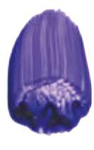 Ultramarine Violet B.S.