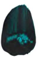 Phthalo Turquoise