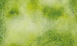 Metamorphoses Green Dream